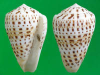 蝴蝶芋螺 蝴蝶芋螺