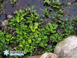 水田碎米薺 水田碎米薺