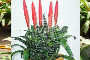 虎紋鳳梨 虎紋鳳梨