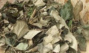 黃腺紫珠 黃腺紫珠