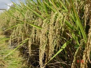 中作零二零一 中作零二零一