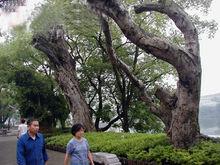 榕湖古樹