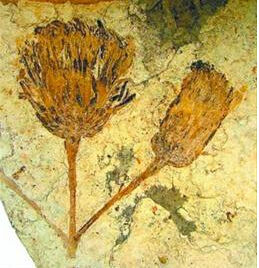 太陽花化石 太陽花化石