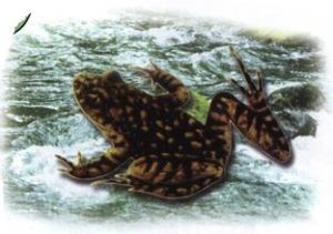 寶興齒蟾 寶興齒蟾