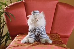 《貓狗大戰》[美國2001年勞倫斯·加特曼執導喜劇電影]