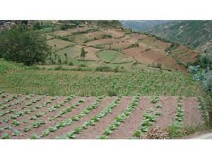 陡咀小村自然資源-耕地