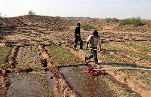 靈武白芨灘自然保護區