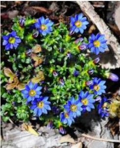 白條紋龍膽 白條紋龍膽