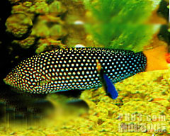 黃尾阿南魚 黃尾阿南魚