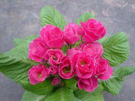 觀花植物 觀花植物