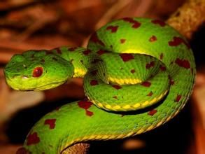 岡氏竹葉青 岡氏竹葉青