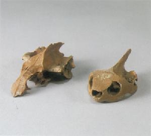 中華鱉頭骨 中華鱉頭骨