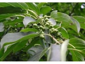 寬葉雀梅藤 寬葉雀梅藤