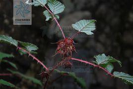 刺萼懸鉤子 刺萼懸鉤子