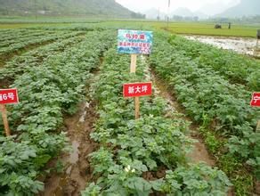 寧薯13號 寧薯13號