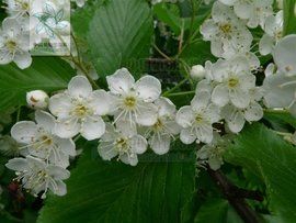 水榆花楸 水榆花楸