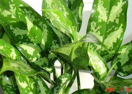 斜紋粗肋草 斜紋粗肋草