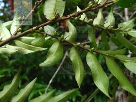 華南毛柃 華南毛柃