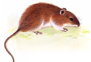 剛毛鼠屬 剛毛鼠屬