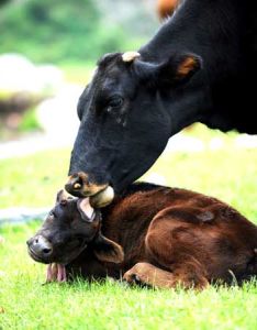 舐犢之愛 舐犢之愛
