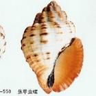 焦甲蟲螺 焦甲蟲螺