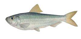 大西洋青鱗魚 大西洋青鱗魚