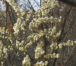 銀芽柳 銀芽柳