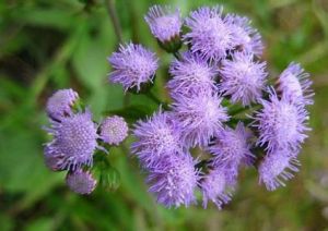 薊[菊科薊屬的植物]