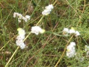 彎穗補血草（原亞種）