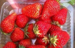 七色果歡樂採摘園 七色果歡樂採摘園