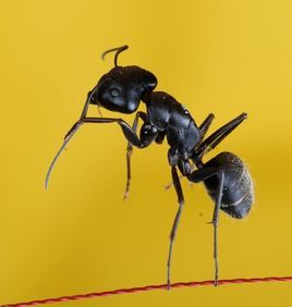 黑螞蟻[動物螞蟻種類]