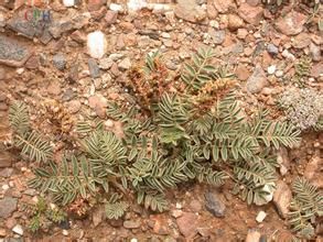 鋪地棘豆 鋪地棘豆