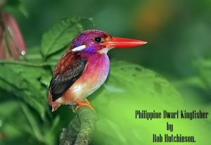 菲律賓三趾翠鳥