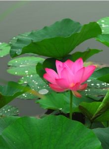 《雨後池上》 《雨後池上》