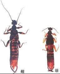 大扁球螋 大扁球螋