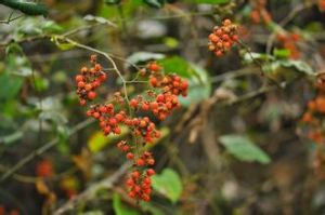 無毛高梁泡 無毛高梁泡