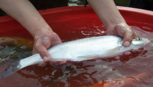 黑尾近紅鮊 黑尾近紅鮊