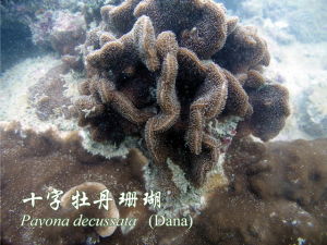 十字牡丹珊瑚