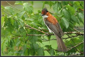 灰短腳鵯 灰短腳鵯