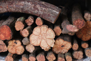 梅花入骨丹 梅花入骨丹