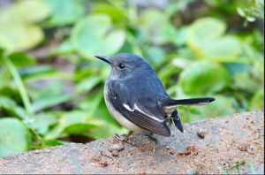 黑頭針尾雀 黑頭針尾雀