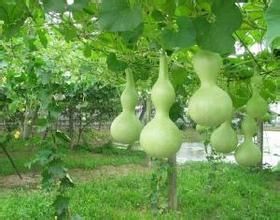 苦壺盧蔓 苦壺盧蔓