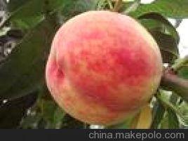 早豐王桃 早豐王桃