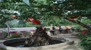 杏花村農家樂 杏花村農家樂