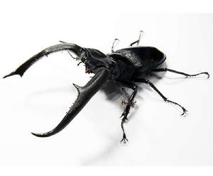 巨顎叉角鍬形蟲 巨顎叉角鍬形蟲