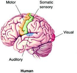 神經反射 神經反射