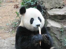 熊貓蜀雲 熊貓蜀雲