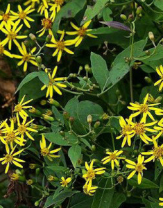 菊葉千里光 菊葉千里光