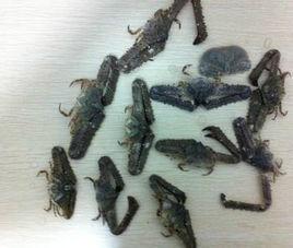 強壯菱蟹 強壯菱蟹