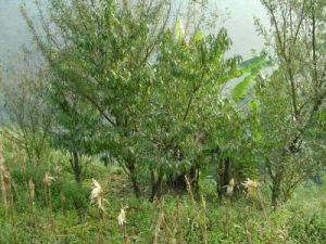 大黑樹下村 大黑樹下村